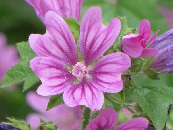 Malva sylvestris